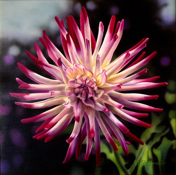 Dahlia