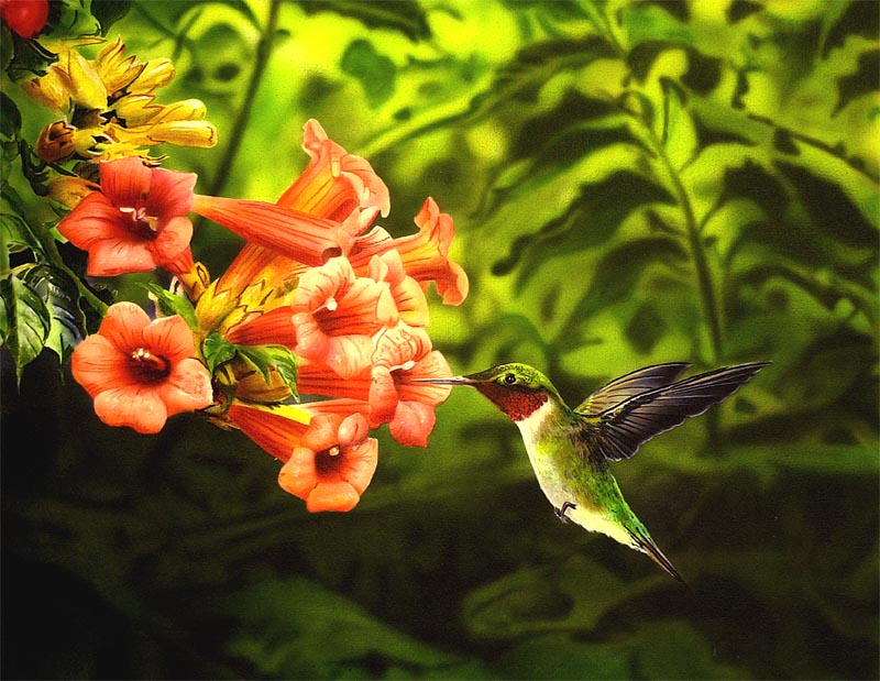Singlehummingbird